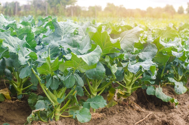 Broccoli growing in the field. fresh organic vegetables agriculture farming.