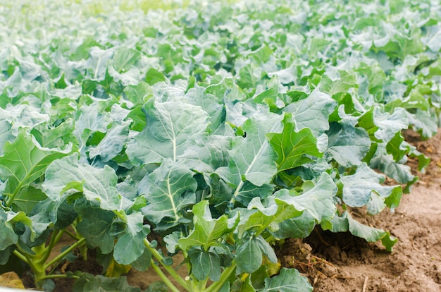 Broccoli growing in the field. fresh organic 