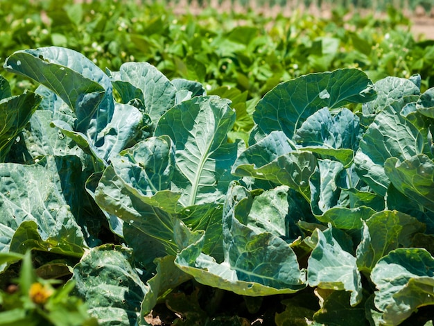 Broccoli growing in the garden.