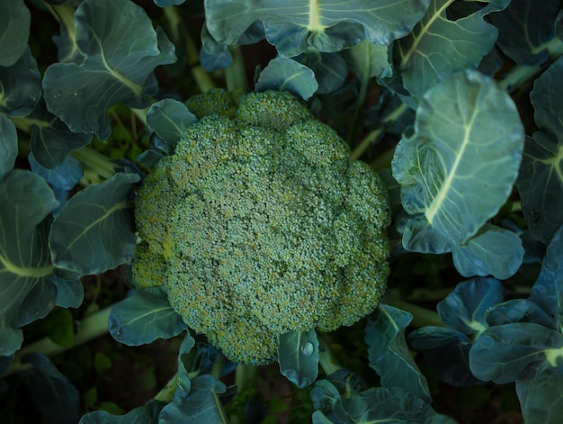 Broccoli in de tuin een kop broccoli in de tuin in de moestuin