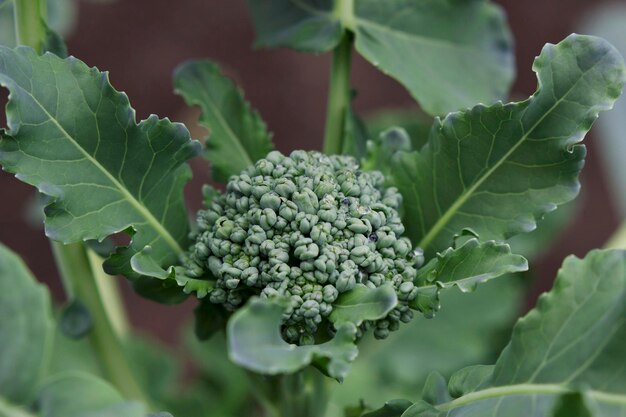 Foto pianta di broccoli in giardino con primo piano