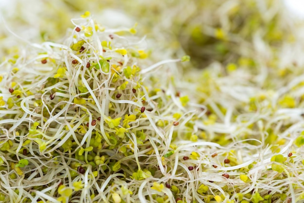 Broccoli Sprouts closeup shot