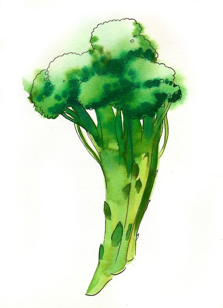 Broccoli vegetable. Watercolor sketch