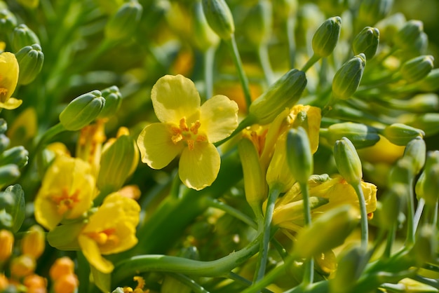 Macro dettaglio di fiori gialli di broccoli