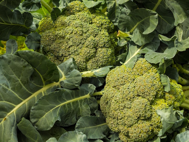 Broccoligrowing broccoli in garden harvesting