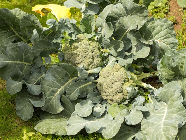 Broccoliteelt van broccoli bij het oogsten in de tuin