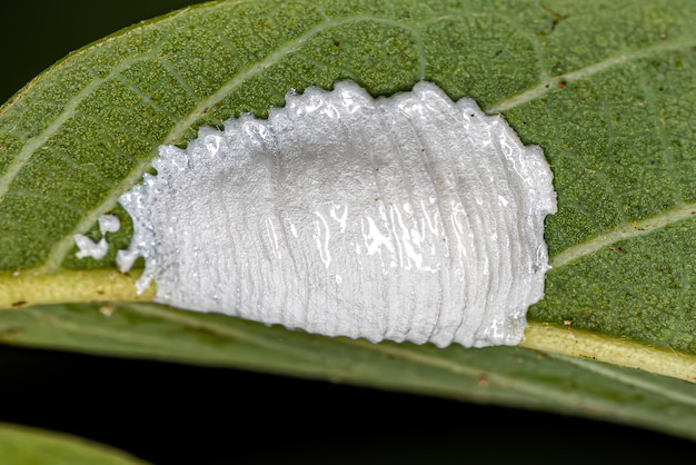 Brochosomes for eggs of insects