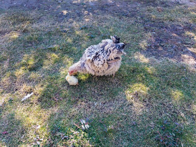 Broedse kip en haar kuikens op zoek naar voedsel in het gras