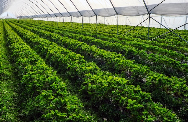 Broeikas gebruikt voor de teelt van aardbeien in Karelië Kassen voor jonge aardbeienplanten op het veld Aardbeienplantage Lange rijen