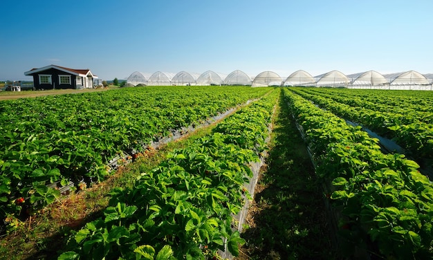 Broeikas gebruikt voor de teelt van aardbeien in Karelië Kassen voor jonge aardbeienplanten op het veld Aardbeienplantage Lange rijen