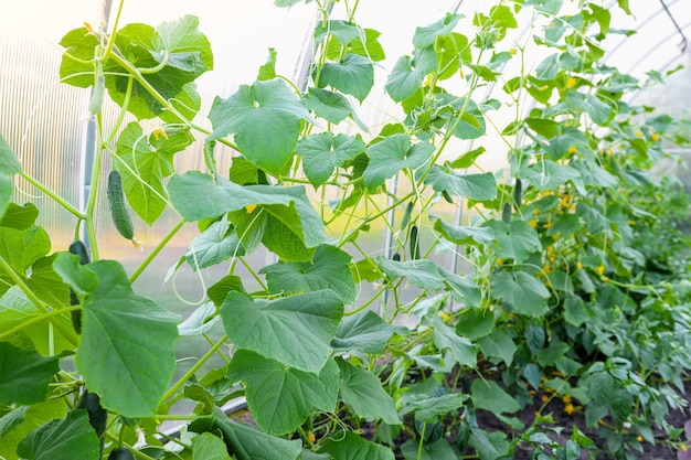 Broeikas met groene spruiten van groentenclose-up