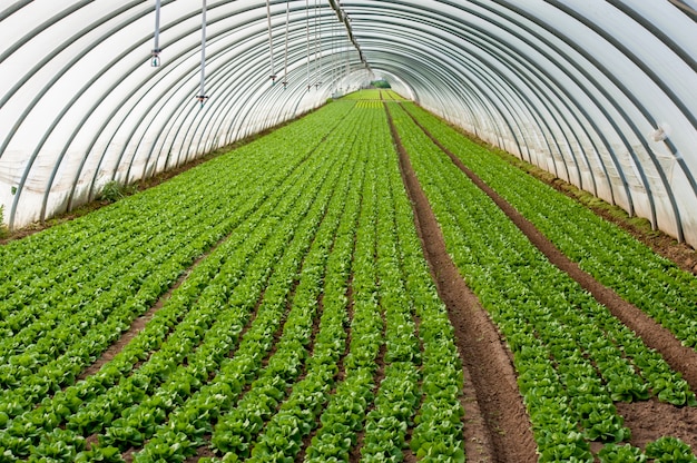 Broeikas voor planten