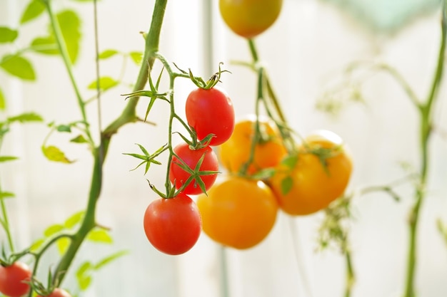 Broeikaseconomie Biologische landbouw Mooie tomatenplant op een tak in een groen huis op de voorgrond ondiepe veld afdeling kopie ruimte biologische tomaten