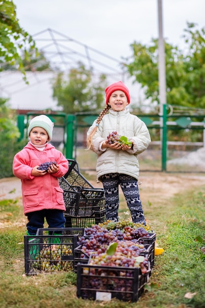 Broer en zus met druiven in hun handen in de tuin oogsten op de boerderij kinderen scheuren druiven