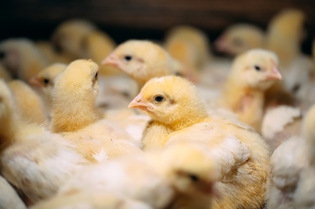 Broiler Chicken Chicks at the poultry farm.