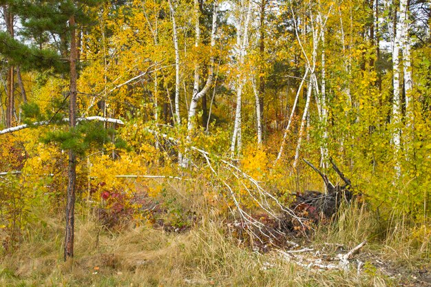 Broken birch tree in the autumn forest Closeup