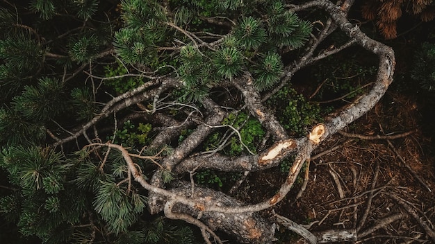 Broken branches of a mountain pine on the ground background