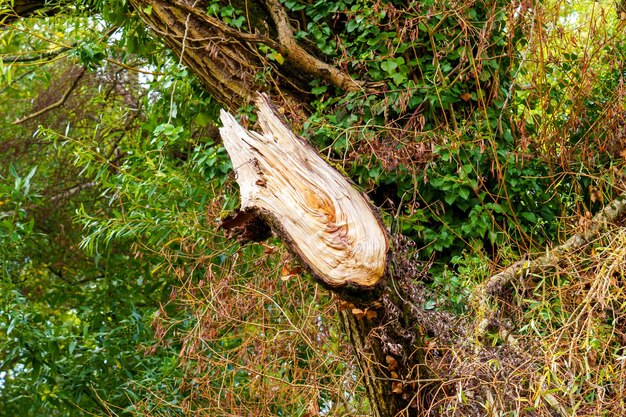 Photo broken damaged fallen tree in the forest close up