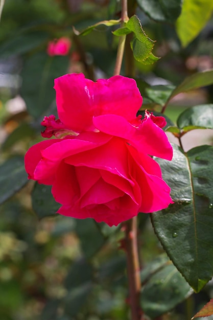A broken dark pink rose on a bush