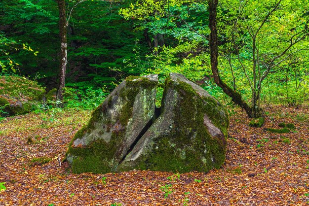 Enorme pietra rotta nella foresta