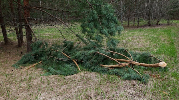 Broken pine branches after a strong wind in a pine forest