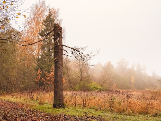 Broken pine tree Natural foggy autumn landscape