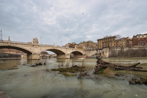 Broken plants in the Tiber river in Rome