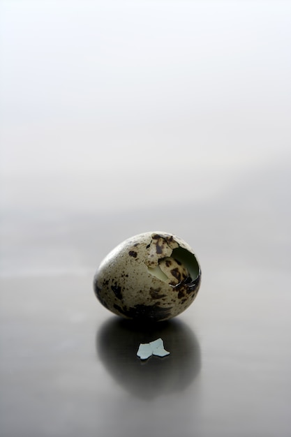 Broken quail egg, new baby bird will born