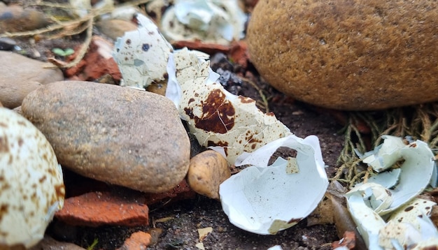 Broken quail eggs on the street in the stones Quail egg shell Broken eggs