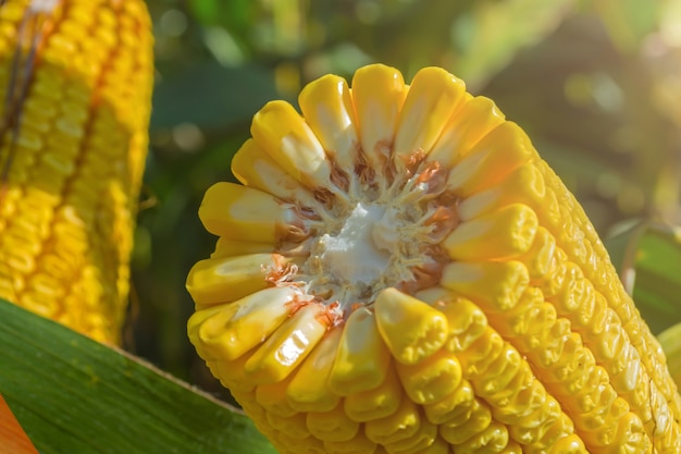 Broken, thick stalks of ripe corn in the field before harvesting. 20 rows of grains