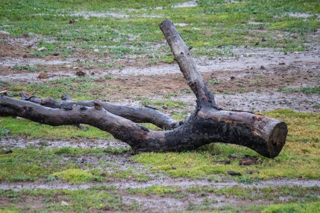 Broken tree branch on the ground in the rain outside