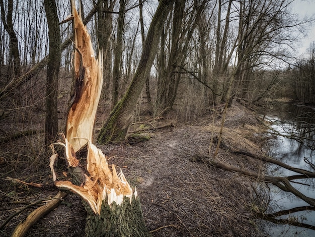 A broken tree in the forest. Consequences of a storm wind. Climate change concept.