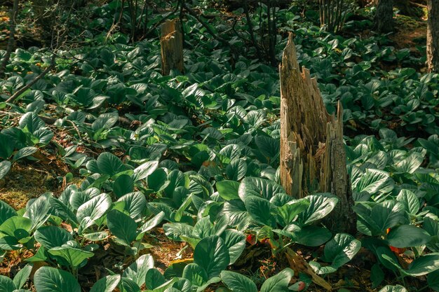 Broken tree stump surrounded by a mountain plant with large green leaves in a northern forest