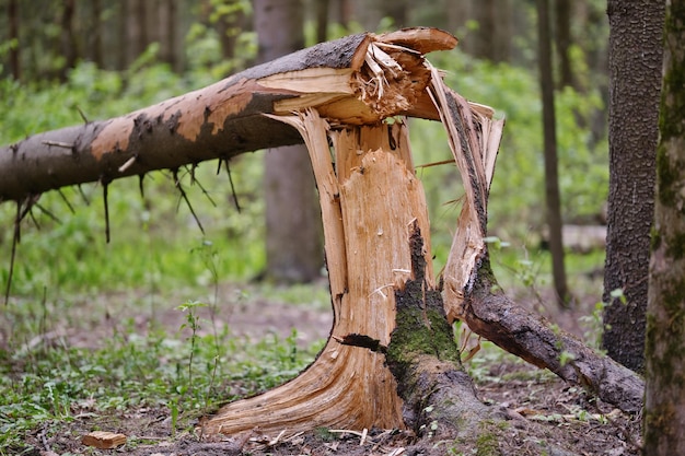 Broken tree trunk in the forest Fallen pine tree