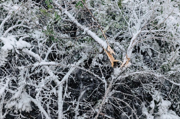 写真 秋の降雪時の壊れた木の幹