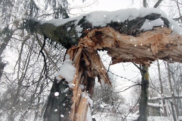 Broken tree trunk macro snow