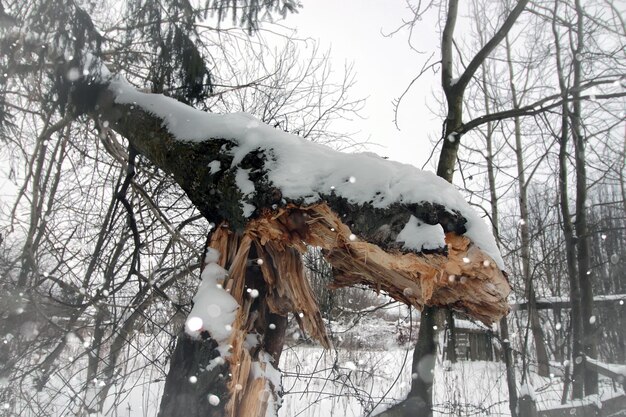 Broken tree trunk macro snow