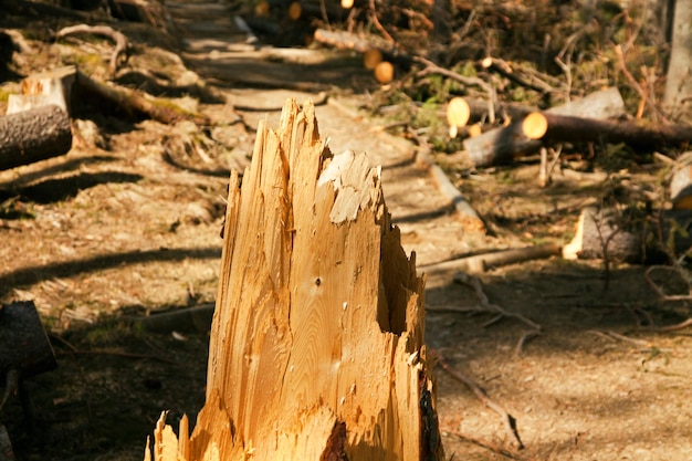 Broken tree wind disaster