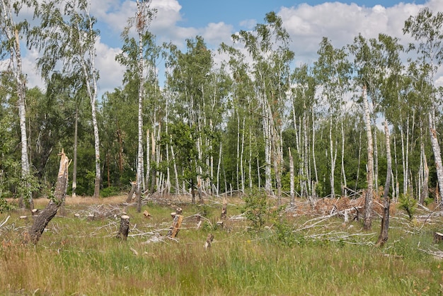 Broken trees in the forest after bombing or shelling