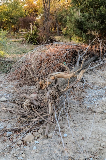 Broken trees in the forest after a strong windWindbreak