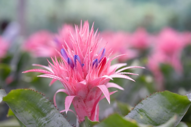 bromelia plant in de tuin