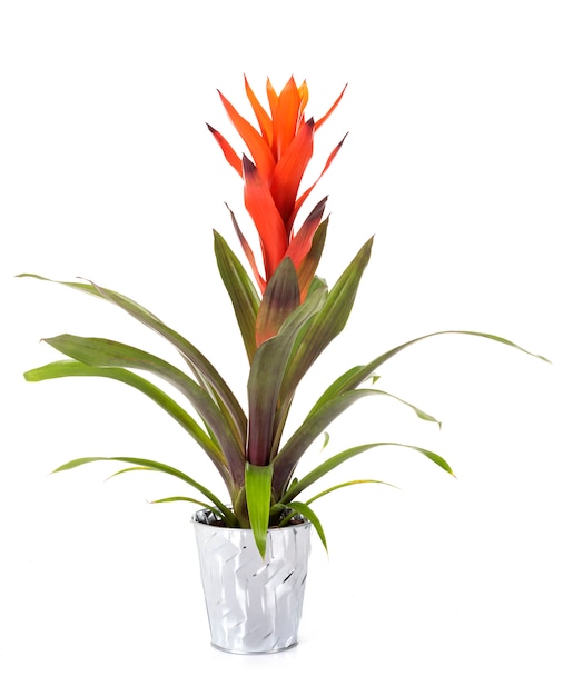 Bromelia plant in studio