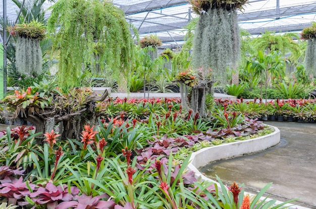 Bromelia planten siertuin