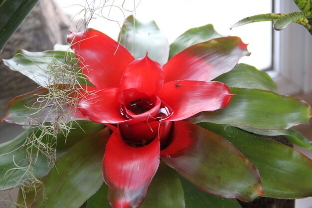 bromelia&#39;s in de zomer