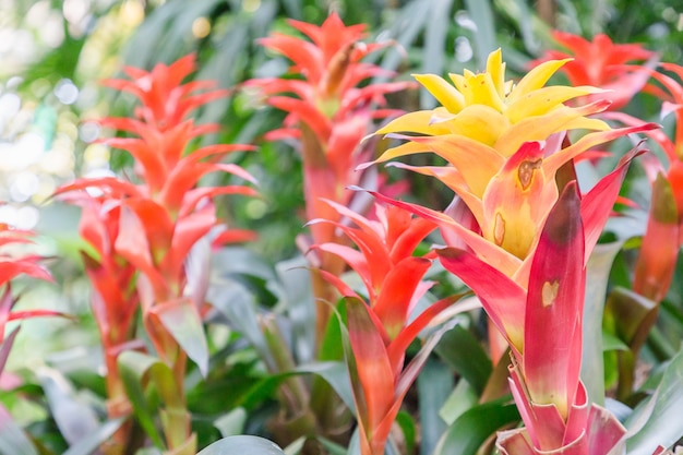 Bromeliabloem in diverse kleur in tuin