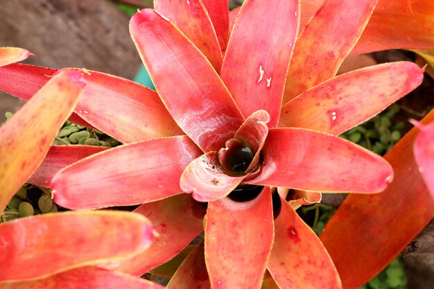 Bromeliabloem in tropisch