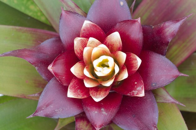 Bromeliabloem