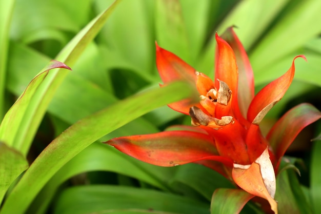 Bromeliad flower in tropical