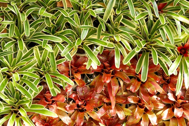 Bromeliad Neoregelia in the garden