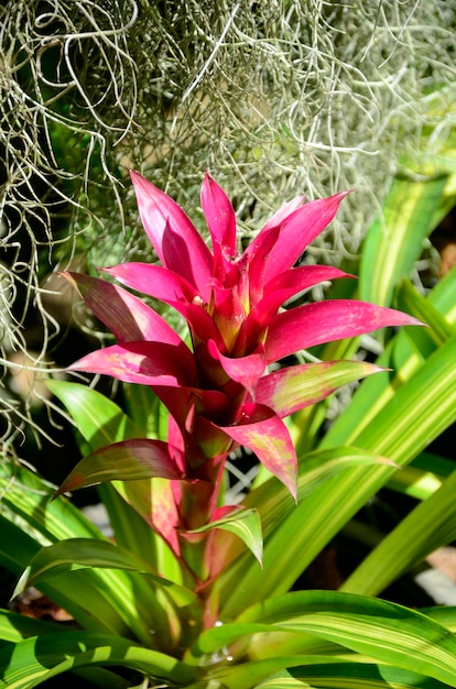 Bromeliad 또는 Urn Plant (Aechmea fasciata) 종류의 현지 브라질 식물.